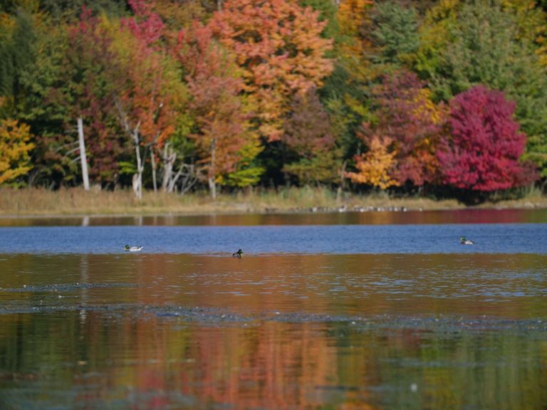 Canards au Lac Hertel de la Réserve Gault.