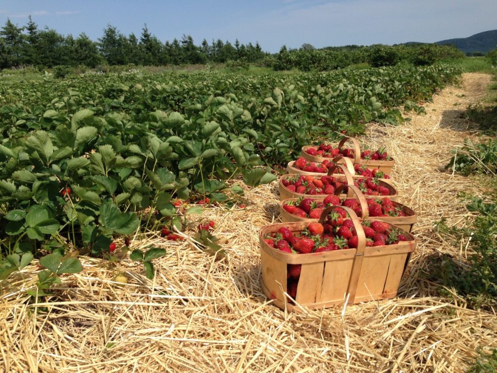 Paniers de fraises