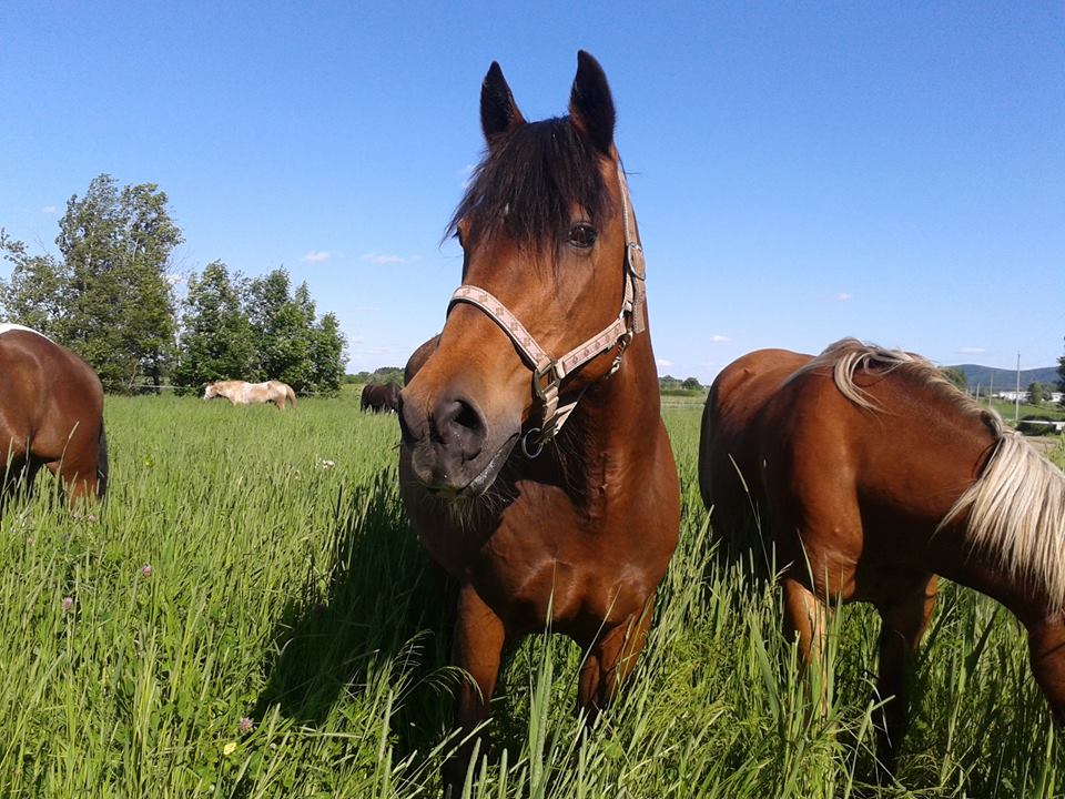 Chevaux au repos.