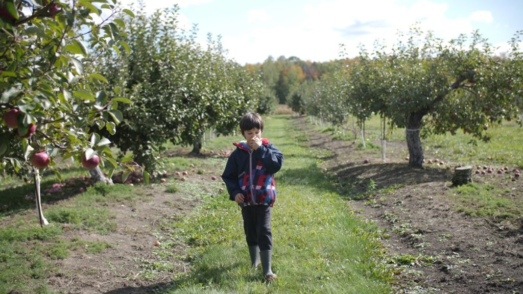 Cueillette de pomme à Mont-Saint-Hilaire.