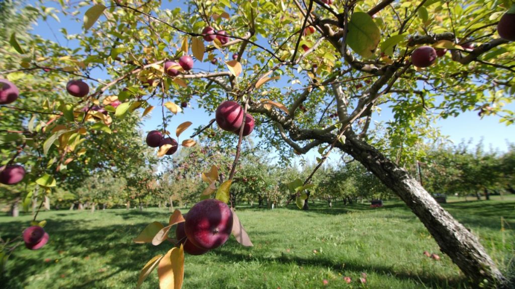 Délicieuses pommes dans le verger.