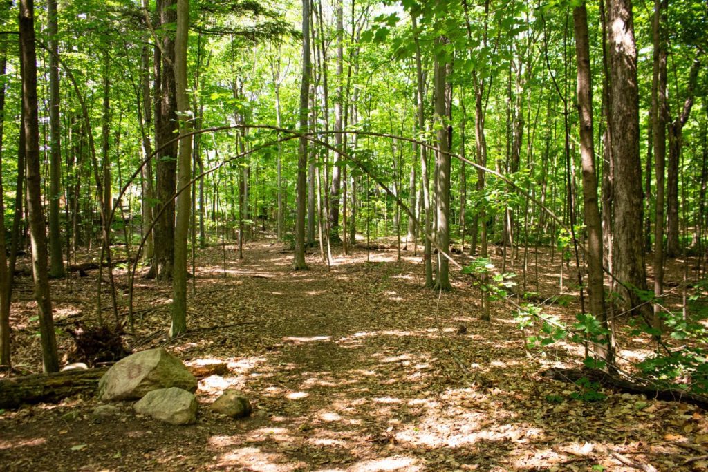 Sentier traversant le bois des Bosquets Albert-Hudon