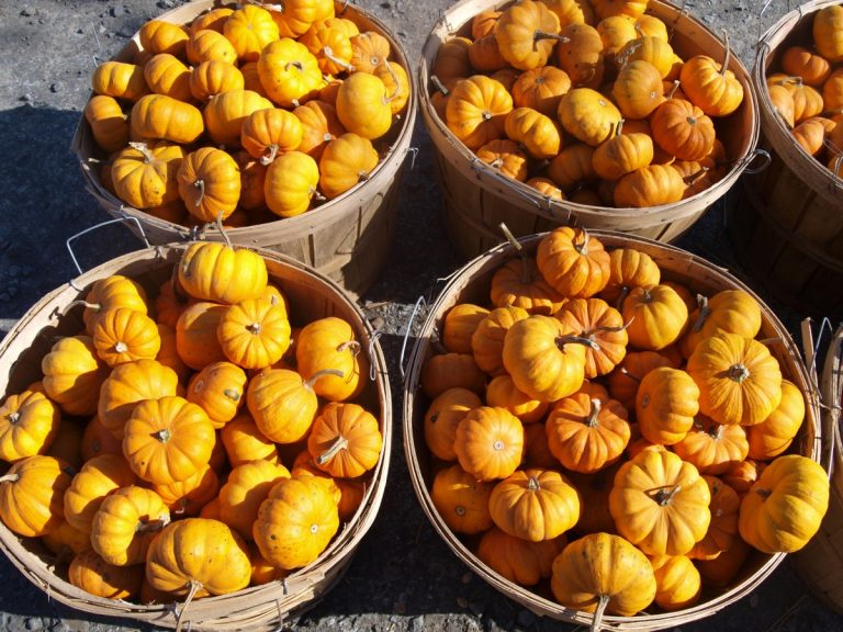 Caisses de citrouilles