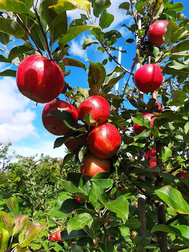 Pommes Honeycrisp du verger François Legault