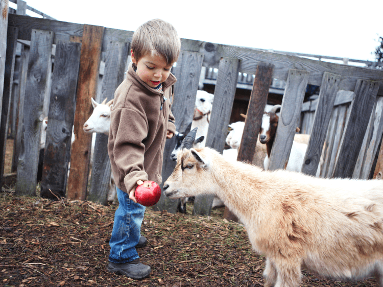 Visite des animaux de la ferme.