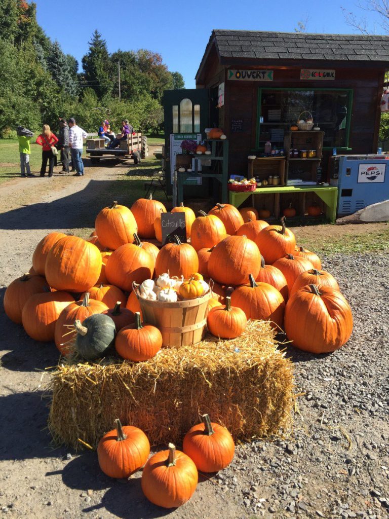 Les citrouilles sont en vedette au verger Sullivan-Raymond