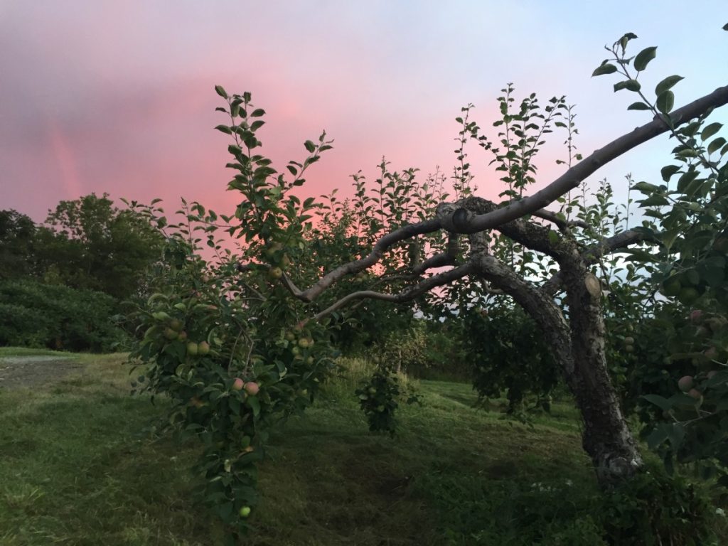 Le ciel est rosé sur le verger Sullivan-Raymond