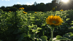 Cueillette de tournesols