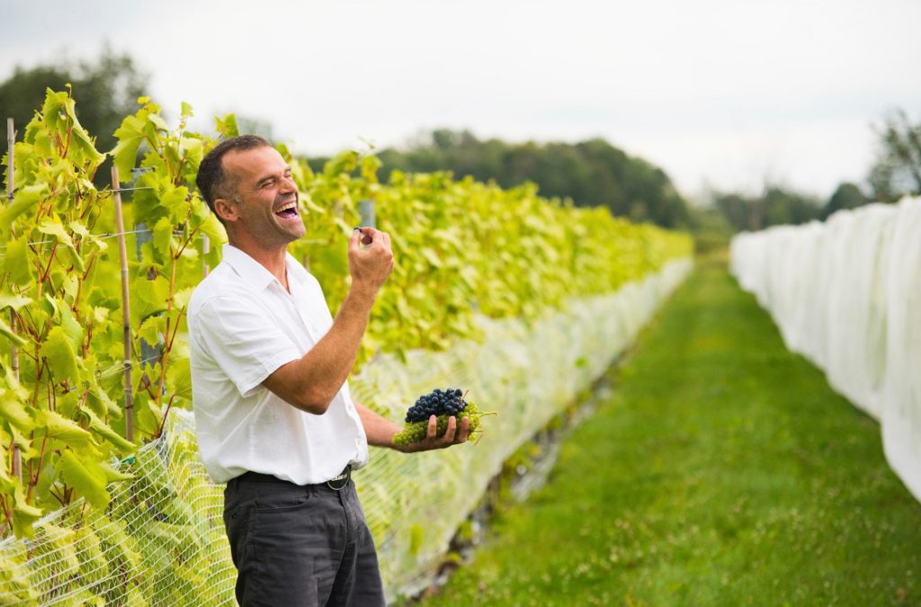 Cueillette de raisins au Domaine Vineterra