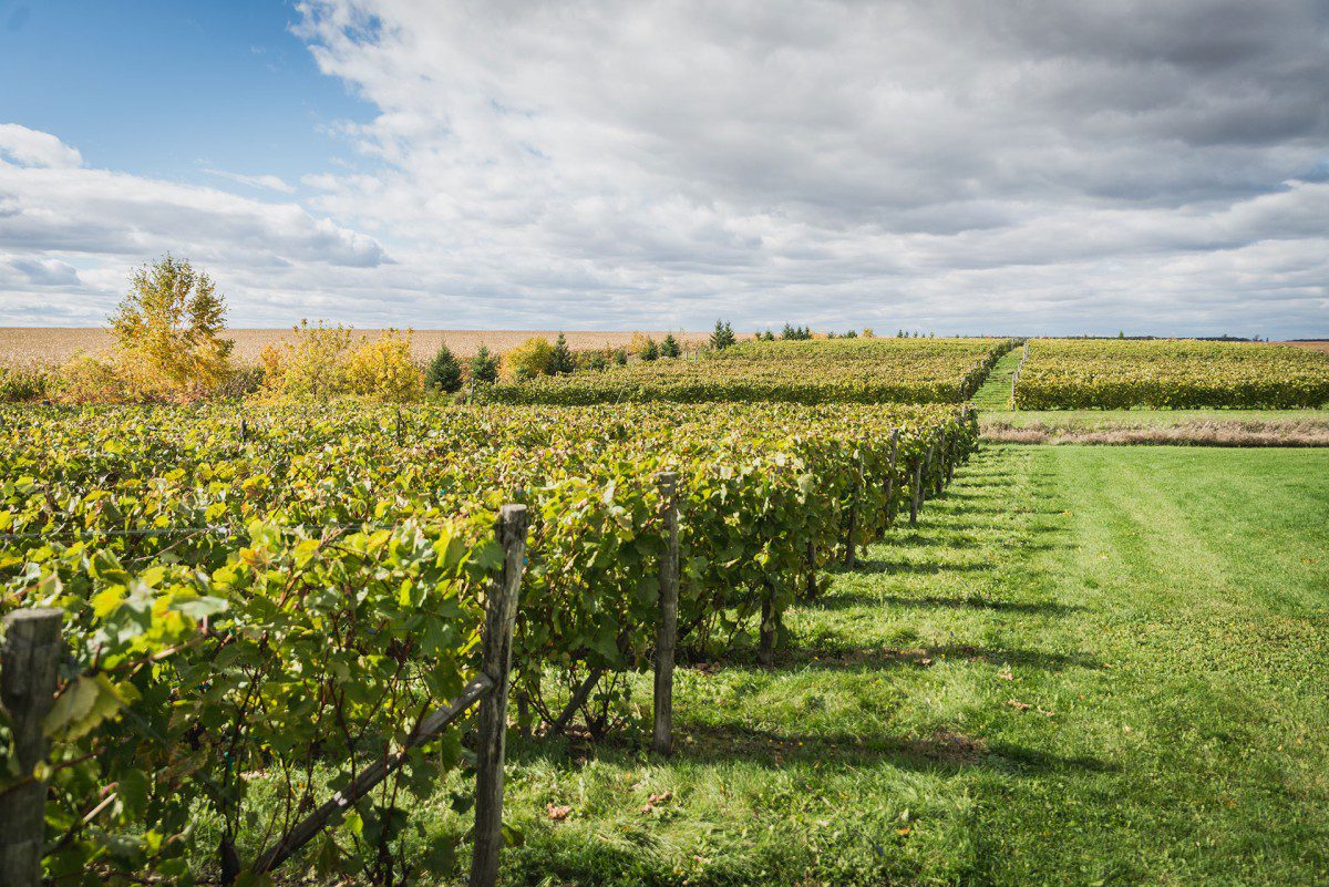 Vignoble du mouton noir Tourisme ValléeduRichelieu