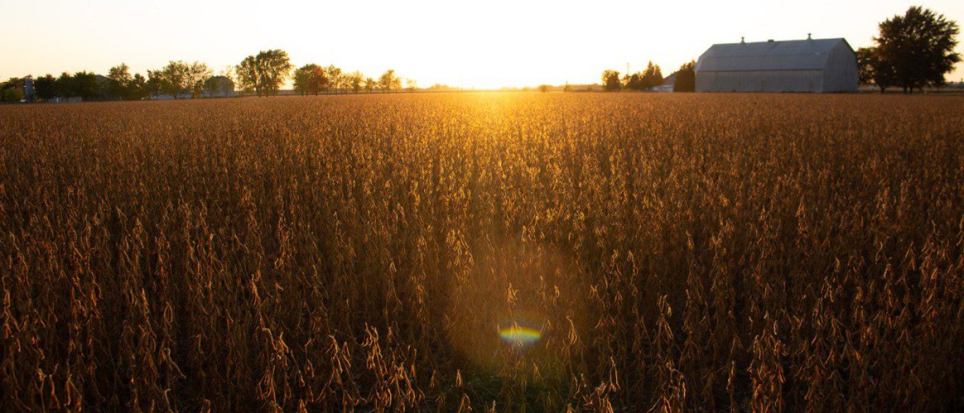 Champs à Saint-Jean-Baptiste