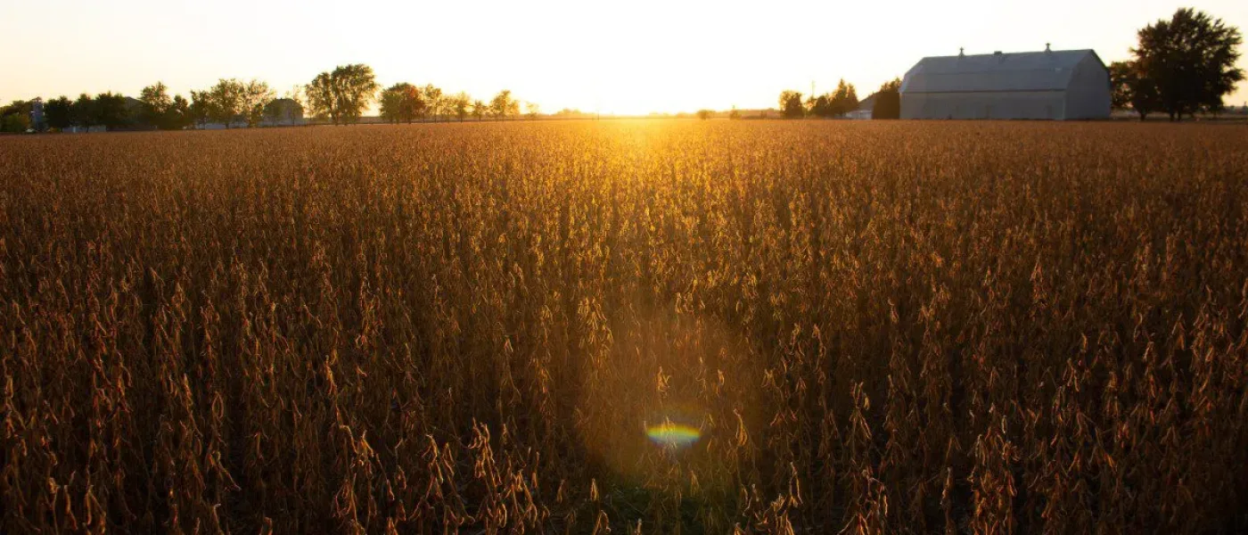 Champs à Saint-Jean-Baptiste